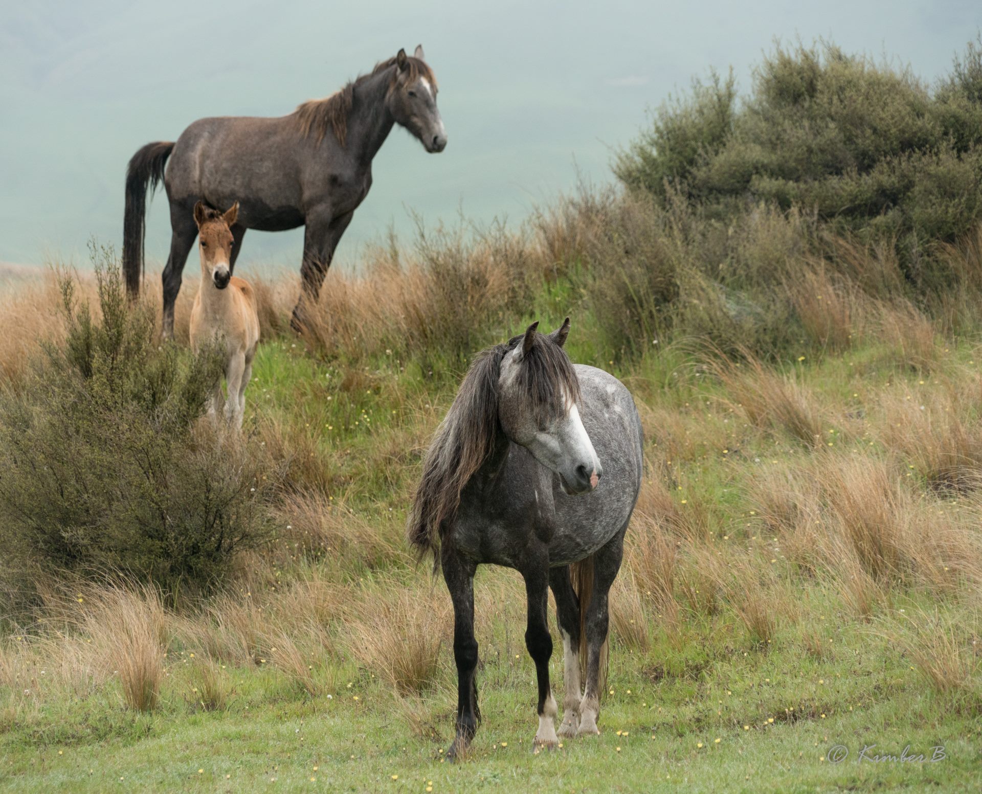 Kaimanawa Horses